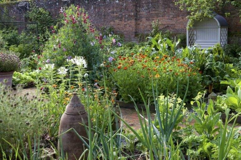 kitchen garden