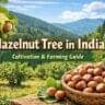 hazelnut tree in India